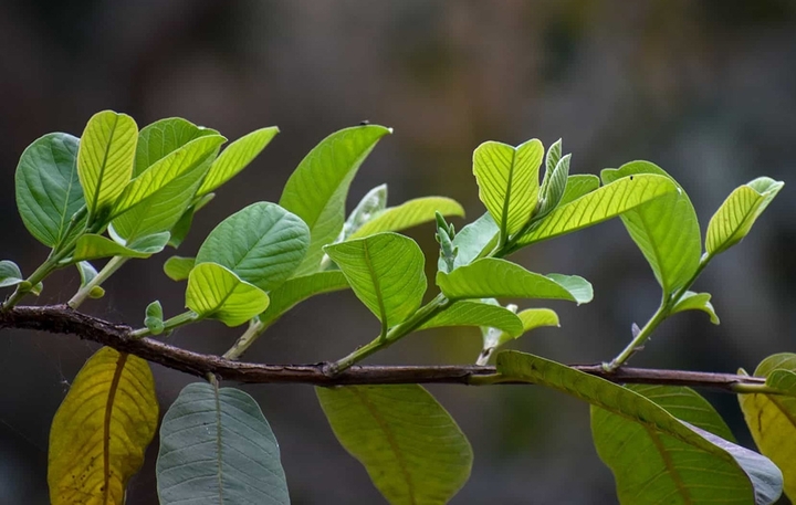 Lá ổi chữa bệnh gì?