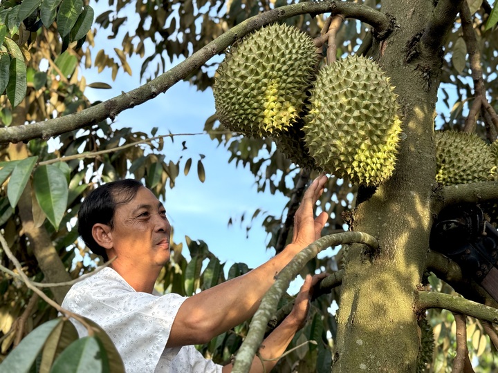 Mất mùa, mất giá, nông dân trồng sầu riêng loay hoay với bài toán cadimi