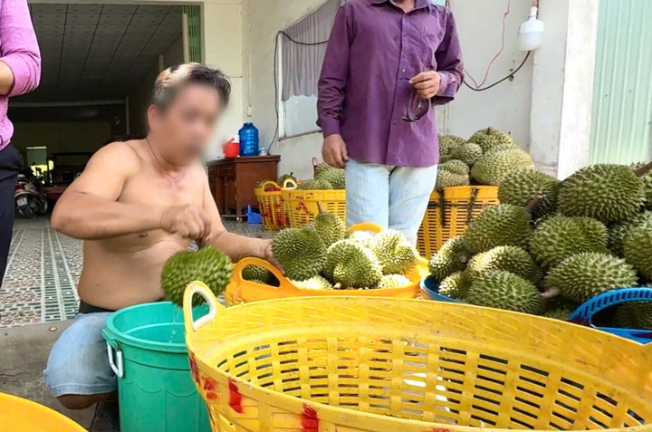 Nỗi oan sầu riêng "nhúng thuốc"