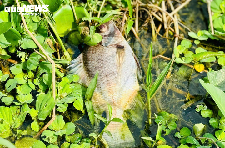 Lãnh đạo UBND thị trấn La Hà cho biết, hiện UBND thị trấn chưa tiếp nhận được phản ánh của người dân về sự việc này. Trong ngày hôm nay, chính quyền địa phương sẽ cử lực lượng xuống hiện trường kiểm tra và xác minh sự việc trên.