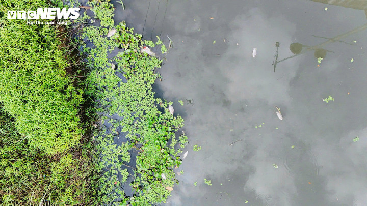 Một số người dân nhận định, nguyên nhân khiến nước sông đổi màu và cá chết hàng loạt có thể là do thời tiết nắng nóng kéo dài liên tục, sau đó mưa đột ngột.