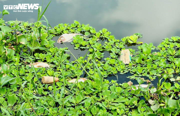 Cùng với việc nước sông đổi màu bất thường là hiện tượng cá chết hàng loạt nổi lềnh bềnh trên mặt nước.