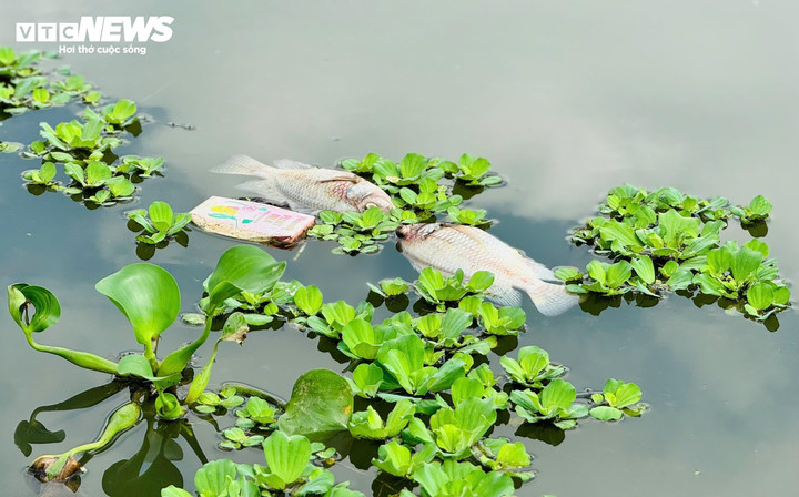 Các loài cá chết chủ yếu là cá ngạnh, chép, rô phi.