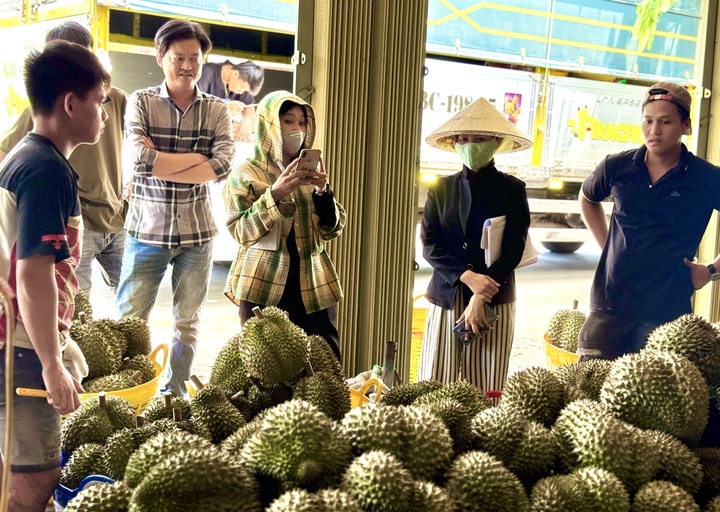 Chuyên gia "vạch trần" cách cadimi âm thầm "đầu độc" ngành sầu riêng