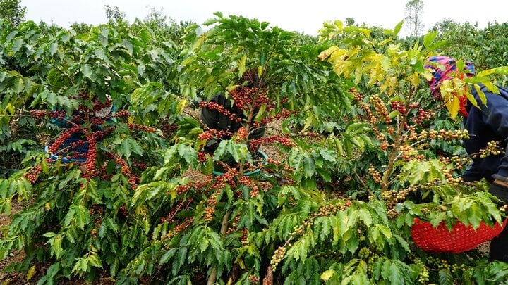 90% sản lượng cà phê Việt Nam hiện do các hộ nhỏ lẻ sản xuất, thu hoạch. (Ảnh: M. Yến)