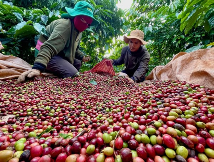 Xuất khẩu cà phê có thể vượt mốc 6 tỷ USD