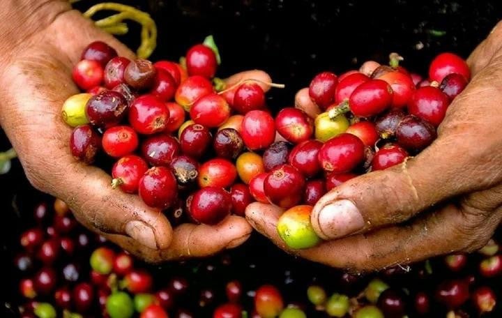 giá cà phê trong nước, thế giới đồng loạt giảm. (Ảnh minh hoạ)