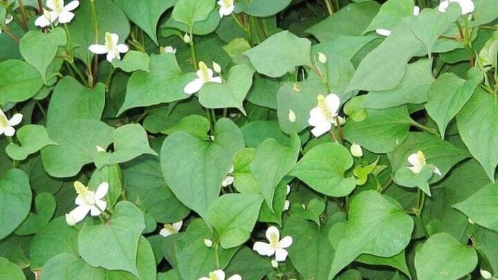 Rau diếp cá có tác hại gì? (Ảnh minh họa)