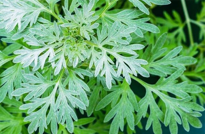 Uống nước lá ngải cứu có tác dụng gì?