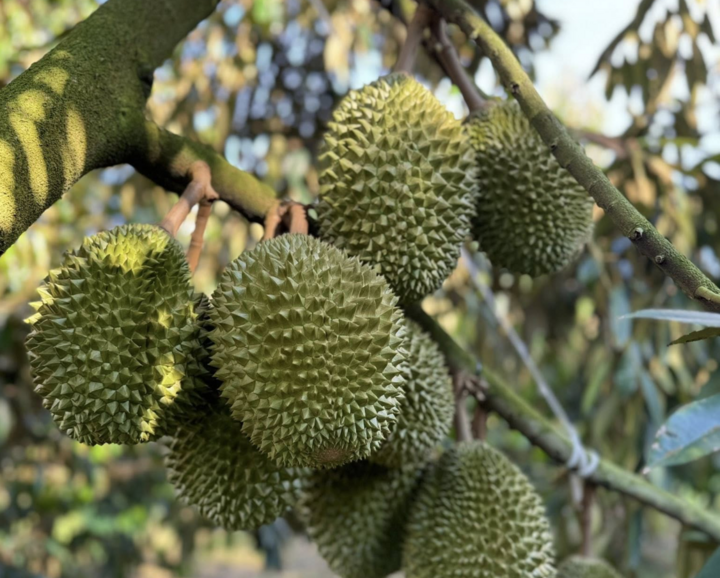 Sầu riêng xuất khẩu sang Trung Quốc đang sụt giảm mạnh. (Ảnh: MK)