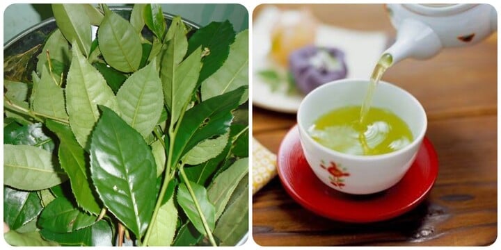 Uống nước chè xanh đúng cách rất tốt cho thận.