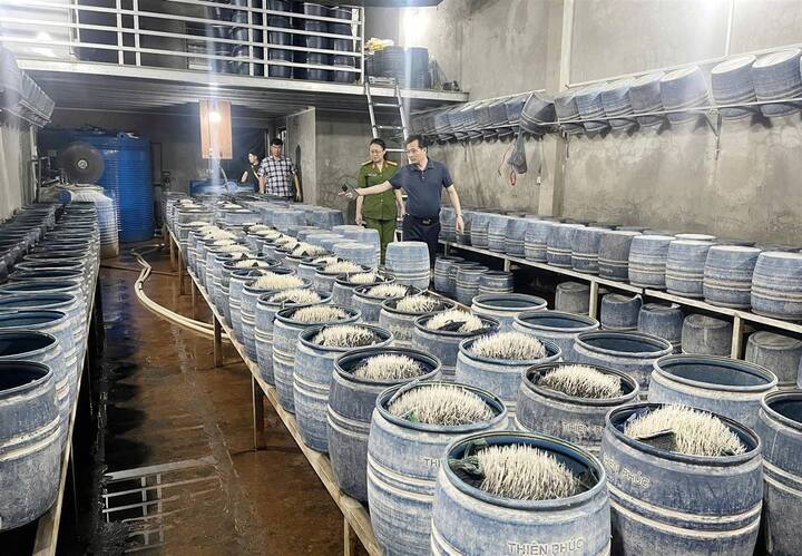 Giá đỗ được ngâm ủ trong các thùng có hóa chất 6-Benzylaminopurine (6- BAP) pha với nước vôi trong.