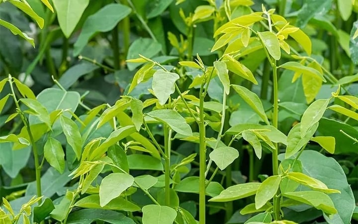 Từ loại rau mọc hoang, rau ngót trở thành thực phẩm quen thuộc trong bữa ăn gia đình. (Ảnh minh hoạ)