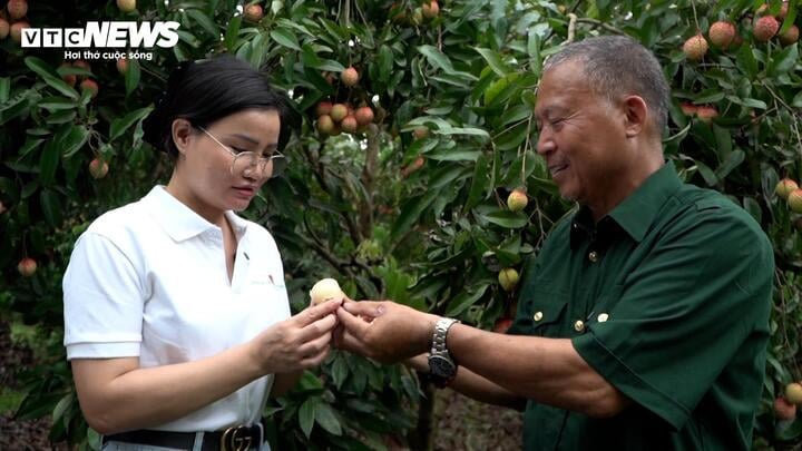 Du khách thưởng thức vải trứng tại vườn. (Ảnh: Đào Nhàn)