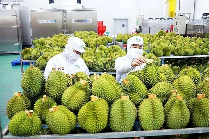 Xuất khẩu sầu riêng Việt Nam sang Trung Quốc sắp được gỡ vướng. (Ảnh minh hoạ).
