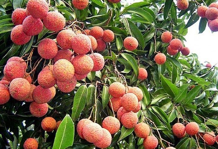 Quả vải ngon nhưng ăn thế nào để không bị nóng?