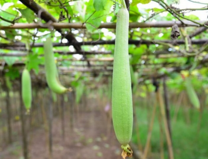 Những người tuyệt đối không nên ăn mướp