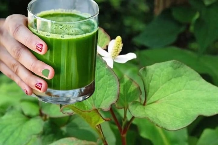 Diếp cá không chỉ là rau sống quen thuộc mà còn là vị thuốc dân gian. (Ảnh minh hoạ)