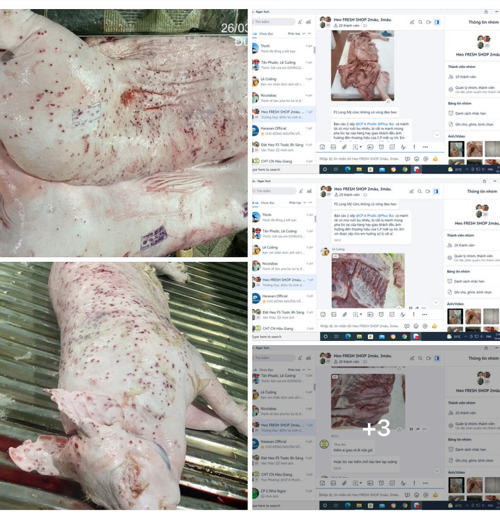 Hình ảnh heo bị bệnh do tài khoản có tên Jonny Lieu đăng lên mạng. (Ảnh: Chụp màn hình)