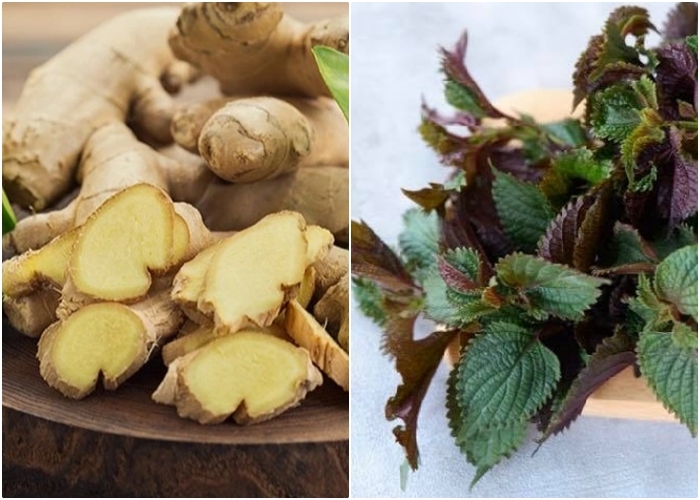 Bài thuốc từ gừng nấu với lá tía tô đơn giản
