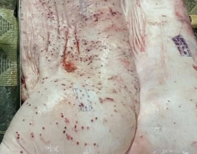 Sóc Trăng đề nghị Hậu Giang phối hợp xác minh vụ tố Công ty C.P. bán thịt "bẩn"