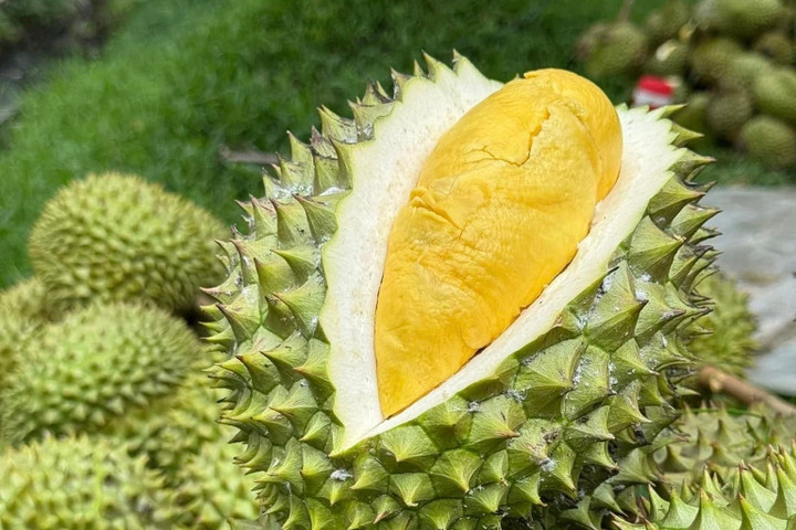 Sầu riêng và các nông sản chính vụ thu hoạch được ưu tiên thông quan nhanh nhất. (Ảnh: Mạnh Khương)