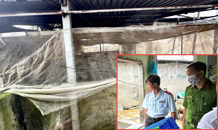 Đang kiểm tra lò mổ heo gia công cho Công ty C.P tại Hậu Giang