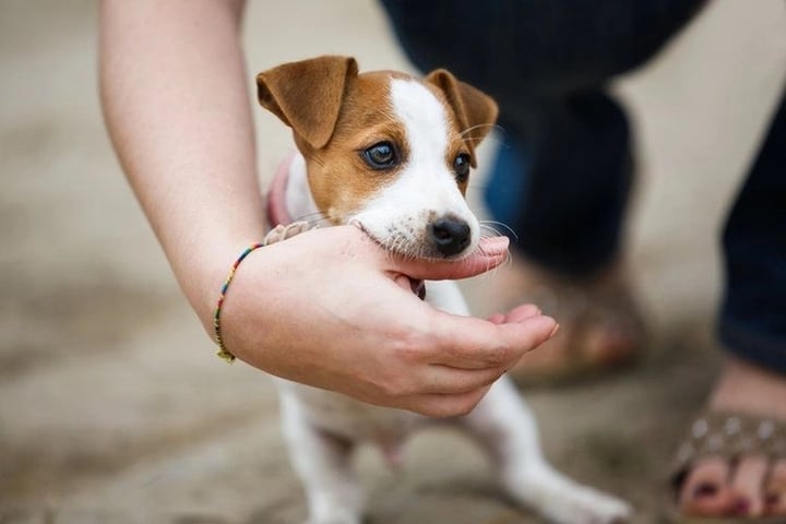 Bệnh dại là một trong những căn bệnh truyền nhiễm gây tử vong cao nhất. (Ảnh minh hoạ)