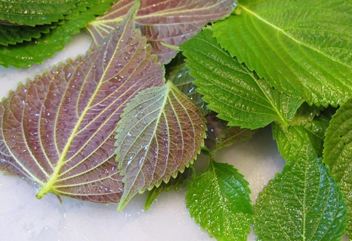 Bài thuốc làm đẹp da từ lá tía tô