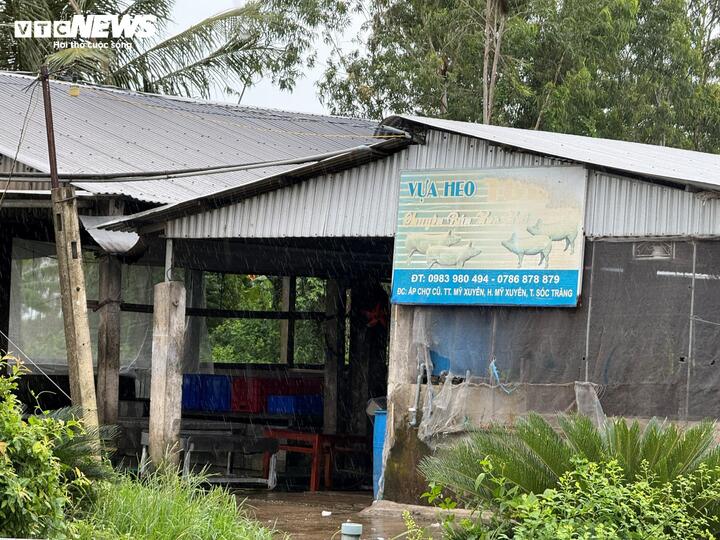 Lò mổ này là nơi gia công giết mổ heo cung cấp thịt heo cho các cửa hàng Bách Hóa Xanh và 4 cửa hàng C.P. Fresh Shop tại Sóc Trăng từ năm 2023 đến nay.