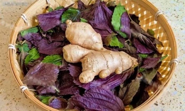 Bài thuốc từ lá tía tô và gừng giúp giải cảm