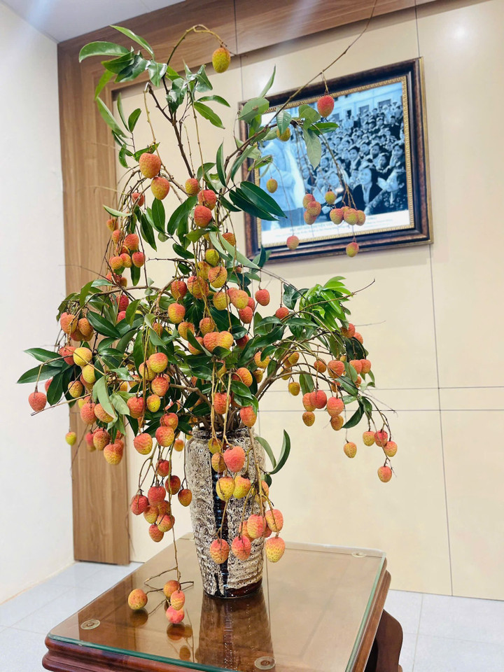 Cắm cành quả vải là thú chơi của nhiều chị em.