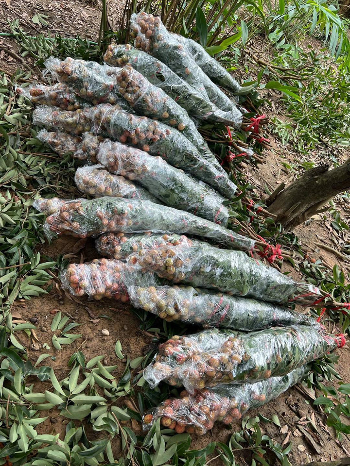 Trend cành vải cắm bình khiến những người mê cắm hoa 'phát sốt' - 10