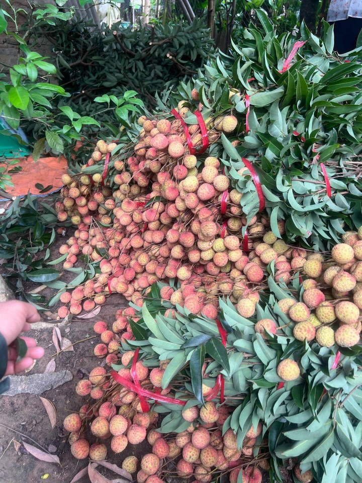 Trend cành vải cắm bình khiến những người mê cắm hoa 'phát sốt' - 9