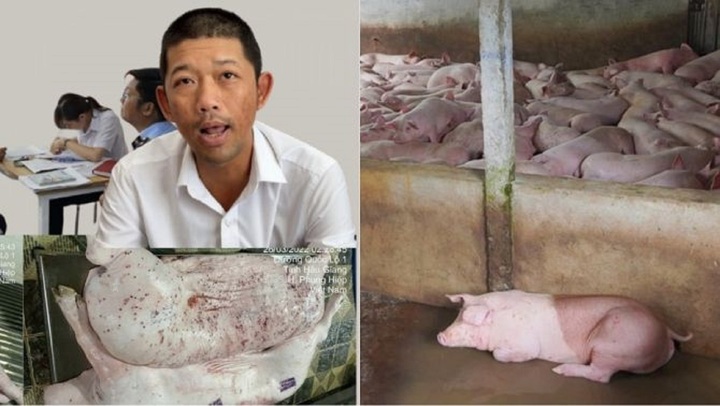 Vụ C.P. Việt Nam bị tố bán thịt heo bẩn: Xác định người đóng dấu kiểm dịch sai