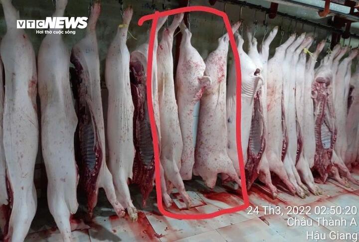 Lò mổ gia công cho C.P ở Hậu Giang không đăng ký kiểm dịch xuất vào Sóc Trăng - 3