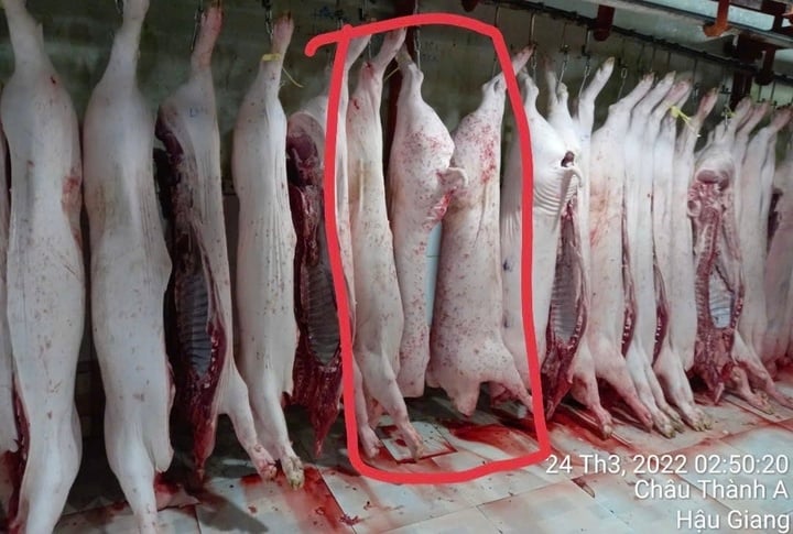 Chuyên gia: Phát hiện heo bệnh phải tiêu hủy cả đàn chứ không phải 1 con - 4