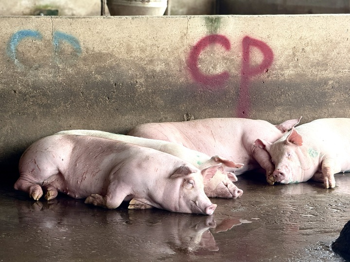 Lò mổ gia công cho C.P ở Hậu Giang không đăng ký kiểm dịch xuất vào Sóc Trăng