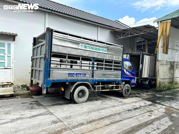 Vụ C.P. Việt Nam: Người tố tung thêm hình ảnh heo 'bất thường' ở lò mổ - 4