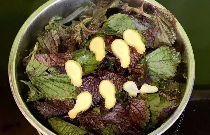 Điều gì xảy ra với cơ thể khi uống nước gừng nấu với lá tía tô?