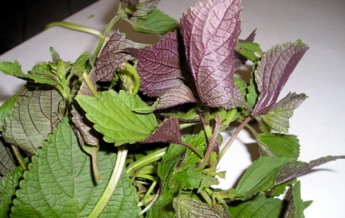 Nhóm người cần thận trọng khi dùng nước tía tô nấu với gừng