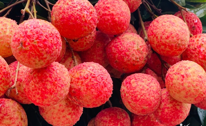 Thương nhân Trung Quốc đến Bắc Giang mua 4.000 tấn vải thiều chỉ trong 10 ngày