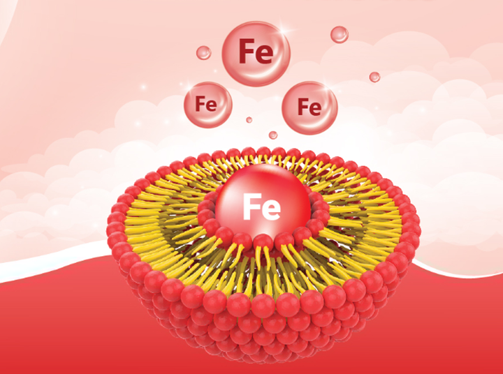 Ứng dụng công nghệ bao vi nang trong bào chế sắt Ferrolip - 1