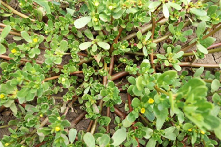 Ăn rau sam có tác dụng gì?