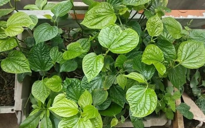 Lá lốt không chỉ là loại rau thơm quen thuộc trong bữa ăn mà còn là vị thuốc dân gian chữa nhiều bệnh. (Ảnh minh hoạ)