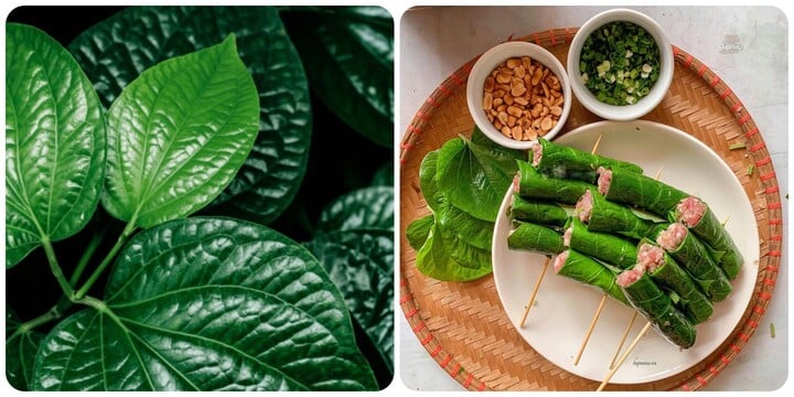 Lá lốt có nhiều tác dụng đối với sức khoẻ.