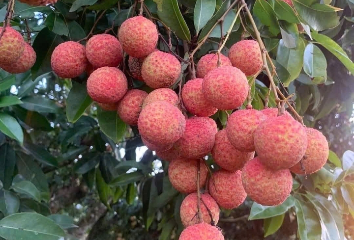 7 nhóm người nên hạn chế ăn vải