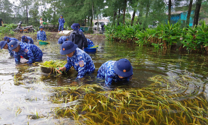 Cán bộ, chiến sĩ Hải đội 202, Bộ Tư lệnh Vùng Cảnh sát biển 2 giúp Nhân dân xã Gio Hải (huyện Gio Linh, tỉnh Quảng Trị) thu hoạch lúa chín bị ngập úng do cơn bão số 1 gây ra. (Ảnh: canhsatbien.vn)
