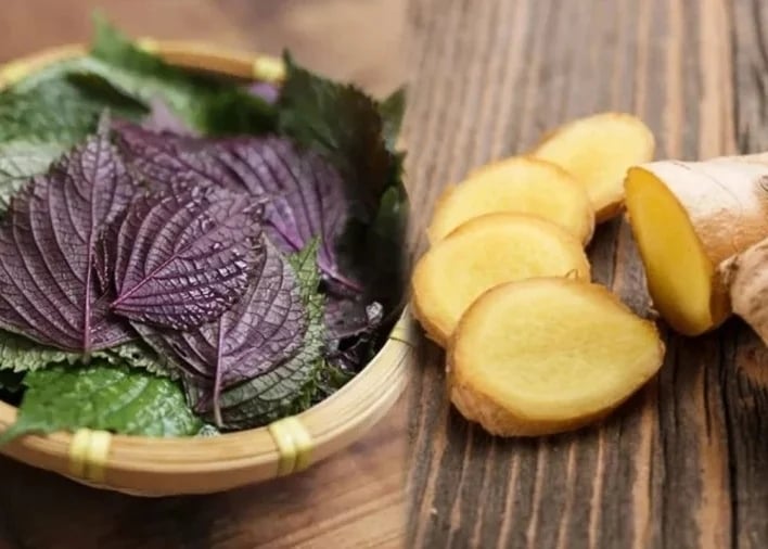 Nước tía tô nấu với gừng có thể giải cảm, giảm ho, hỗ trợ tiêu hóa. (Ảnh minh hoạ)