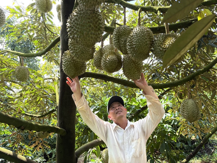 Trồng sầu riêng sạch, nông dân vẫn loay hoay tìm đầu ra